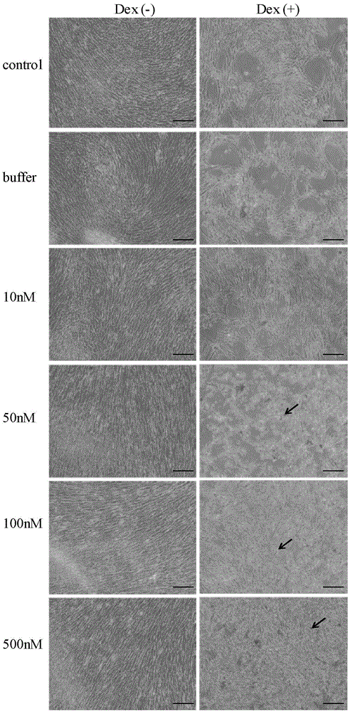 A method for improving the osteogenic differentiation ability of human mesenchymal stem cells