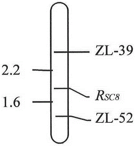 Molecular markers of soybean mosaic virus resistant gene (RSC8) and applications thereof