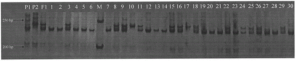 Molecular markers of soybean mosaic virus resistant gene (RSC8) and applications thereof