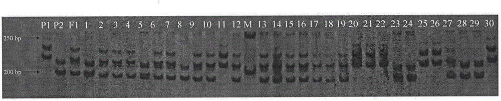 Molecular markers of soybean mosaic virus resistant gene (RSC8) and applications thereof