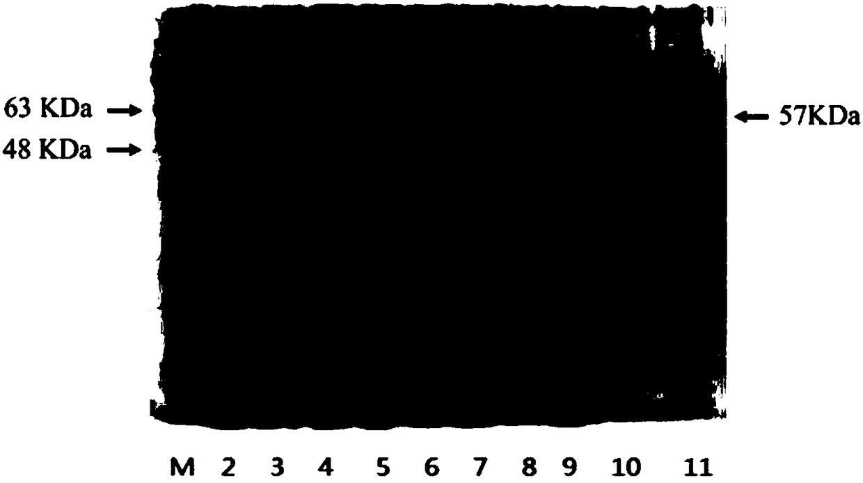 Modification method and application of neospora caninum surface protein SRS2 gene