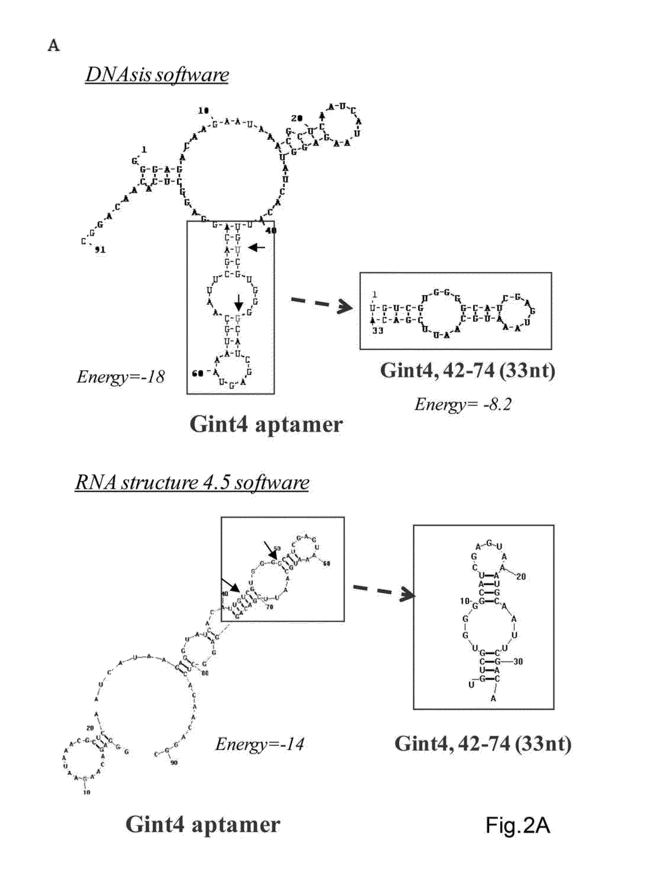 Neutralizing RNA aptamers against pdgfbeta and uses thereof in the therapy and diagnosis of hyperproliferative diseases