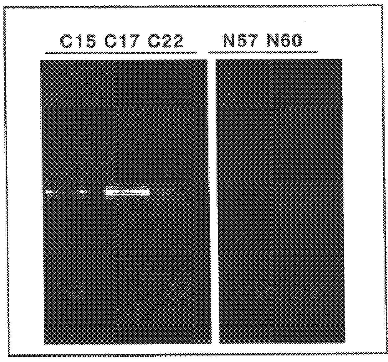 Method based on the use of bacteriophages for the detection biological molecules in biological samples