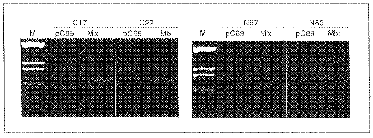 Method based on the use of bacteriophages for the detection biological molecules in biological samples