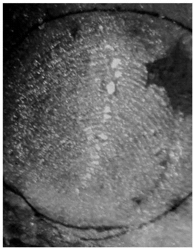 Method of adopting fluorescence quenching system to potential fingerprint display