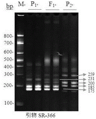 Edible sunflower hybrid SH363 authenticity rapid detection kit