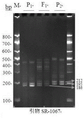 Edible sunflower hybrid SH363 authenticity rapid detection kit