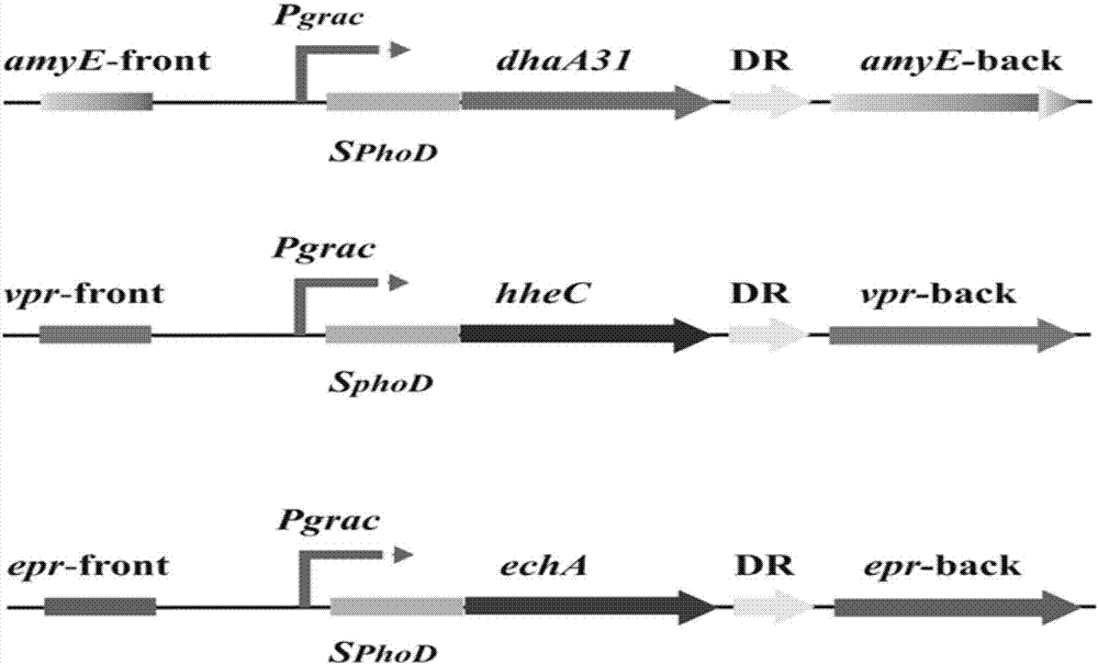 Method for degrading 1,2,3-TCP (trichloropropane) by engineered strain bacillus subtilis