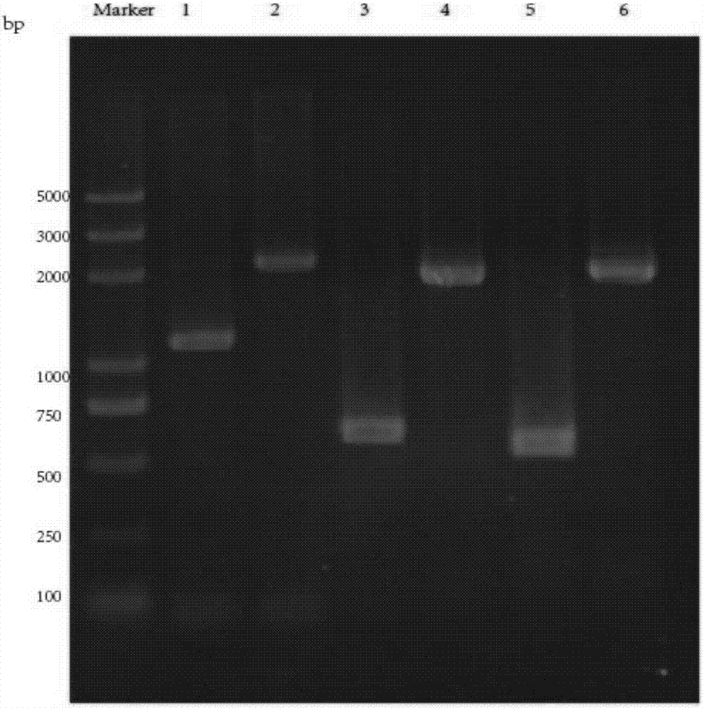 Method for degrading 1,2,3-TCP (trichloropropane) by engineered strain bacillus subtilis