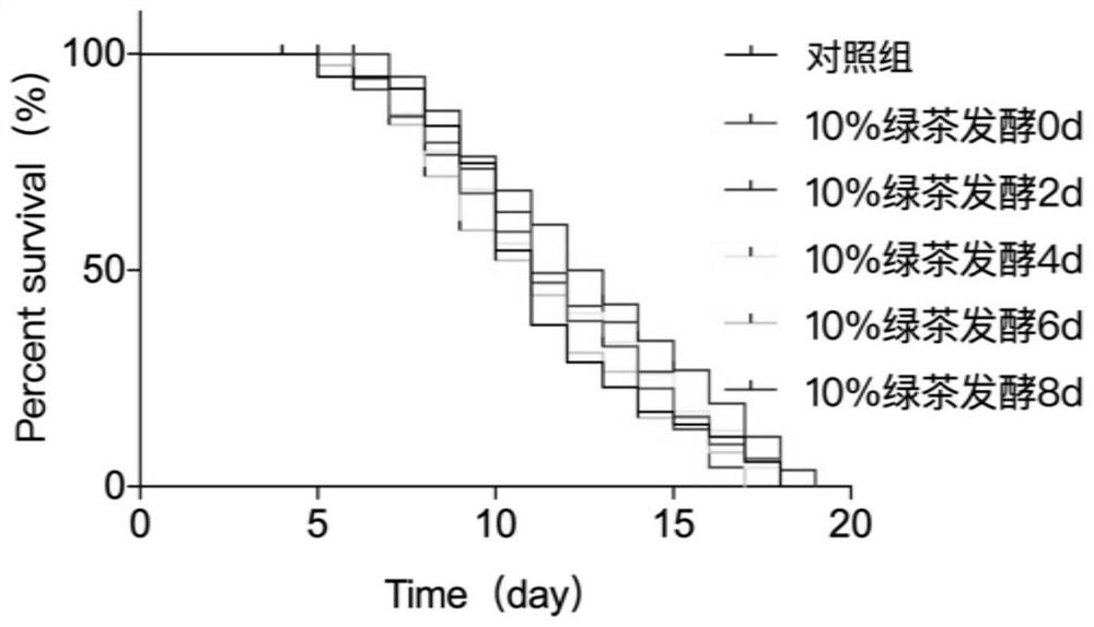 Fermented tea helpful for delaying aging of organisms, and preparation method and application thereof