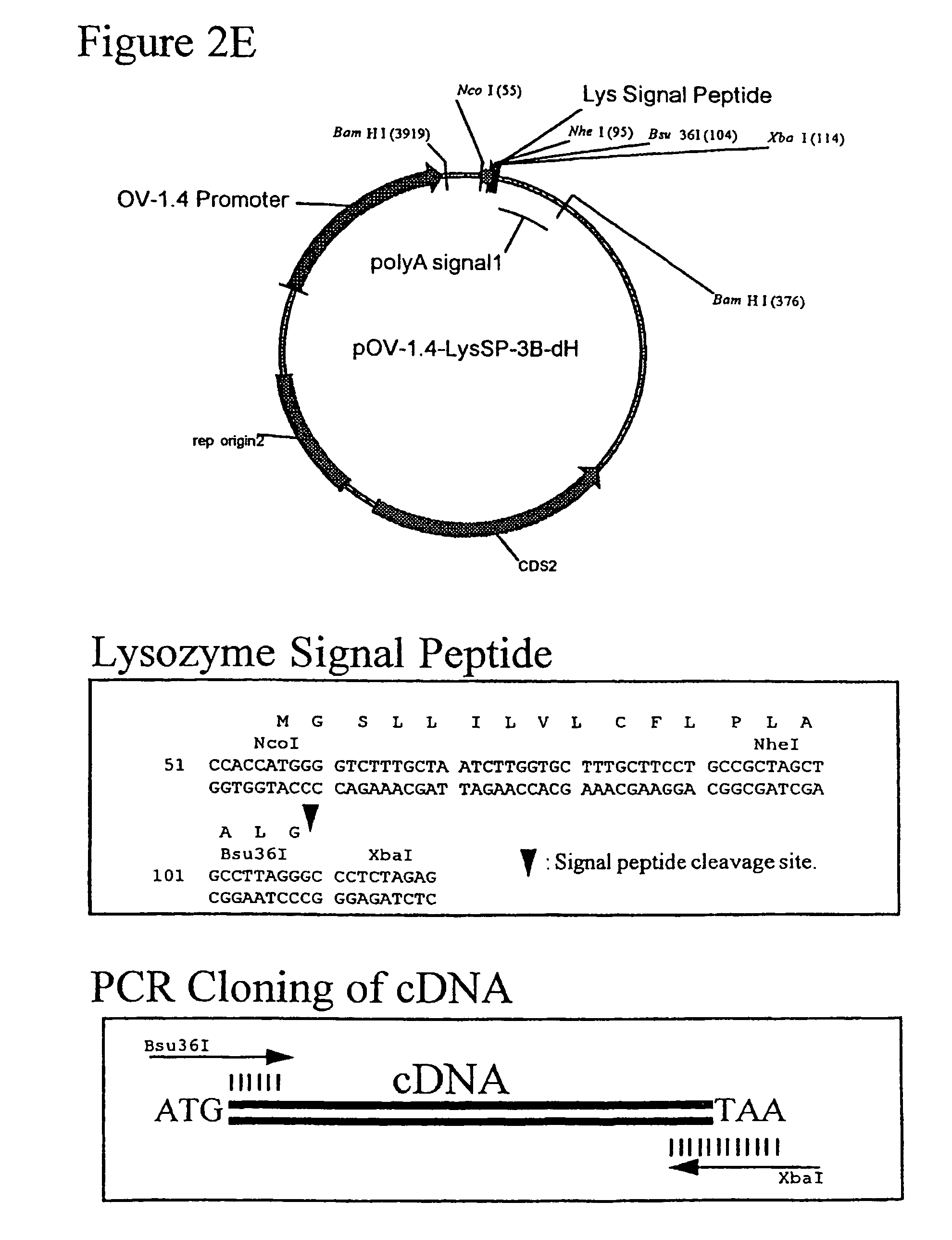 Avians expressing heterologous protein