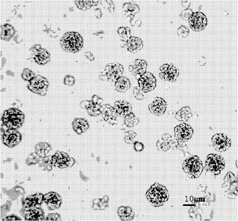 Cefpiramide sodium micro-spheres and preparing method thereof