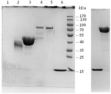 A method for separating egg white allergens