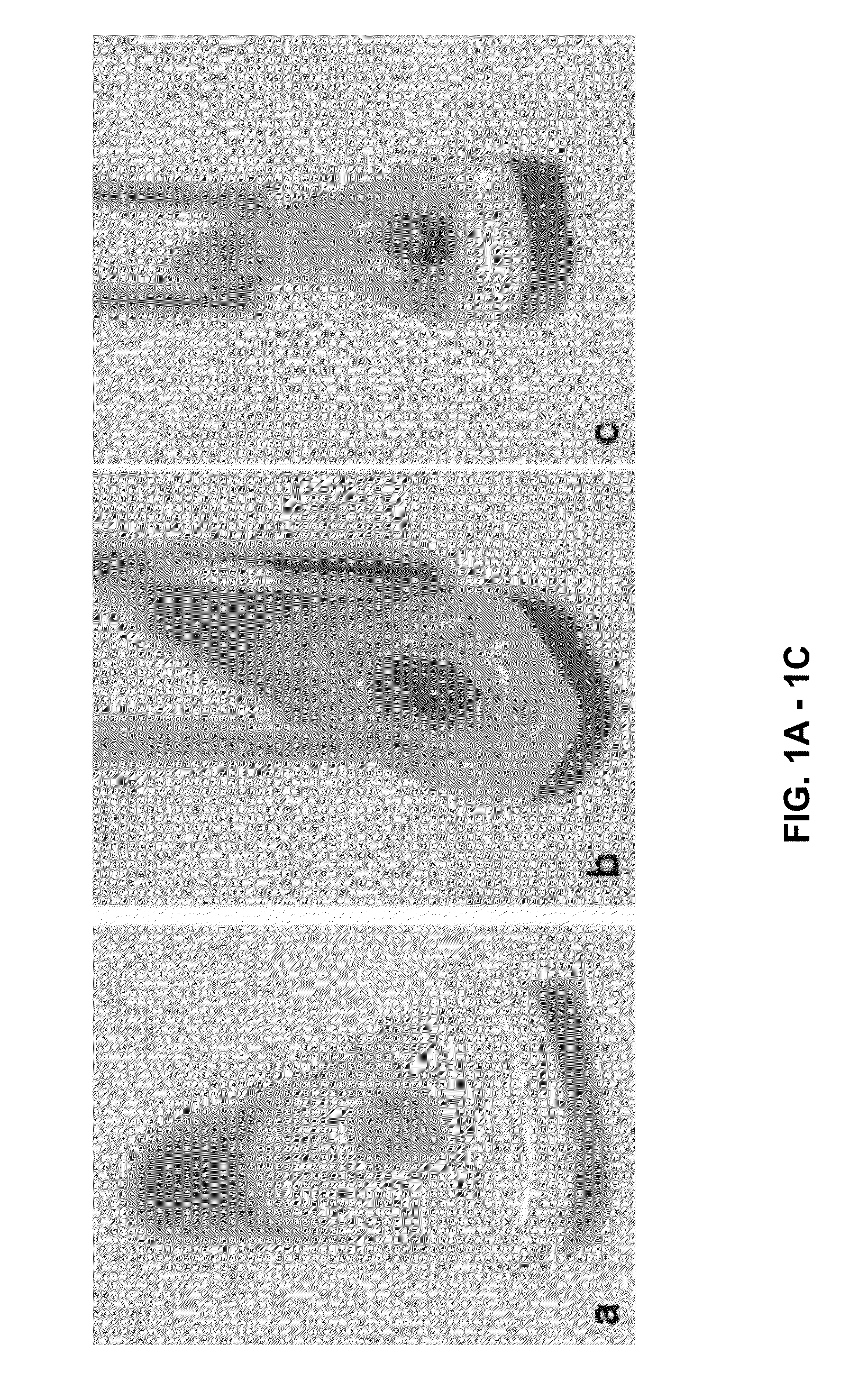 Compositions and methods for dental tissue regeneration