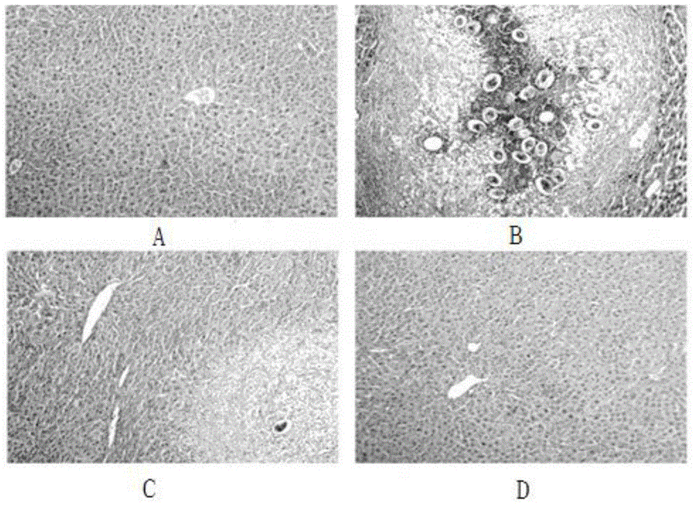 Medicine composition for preventing acute schistosome infection