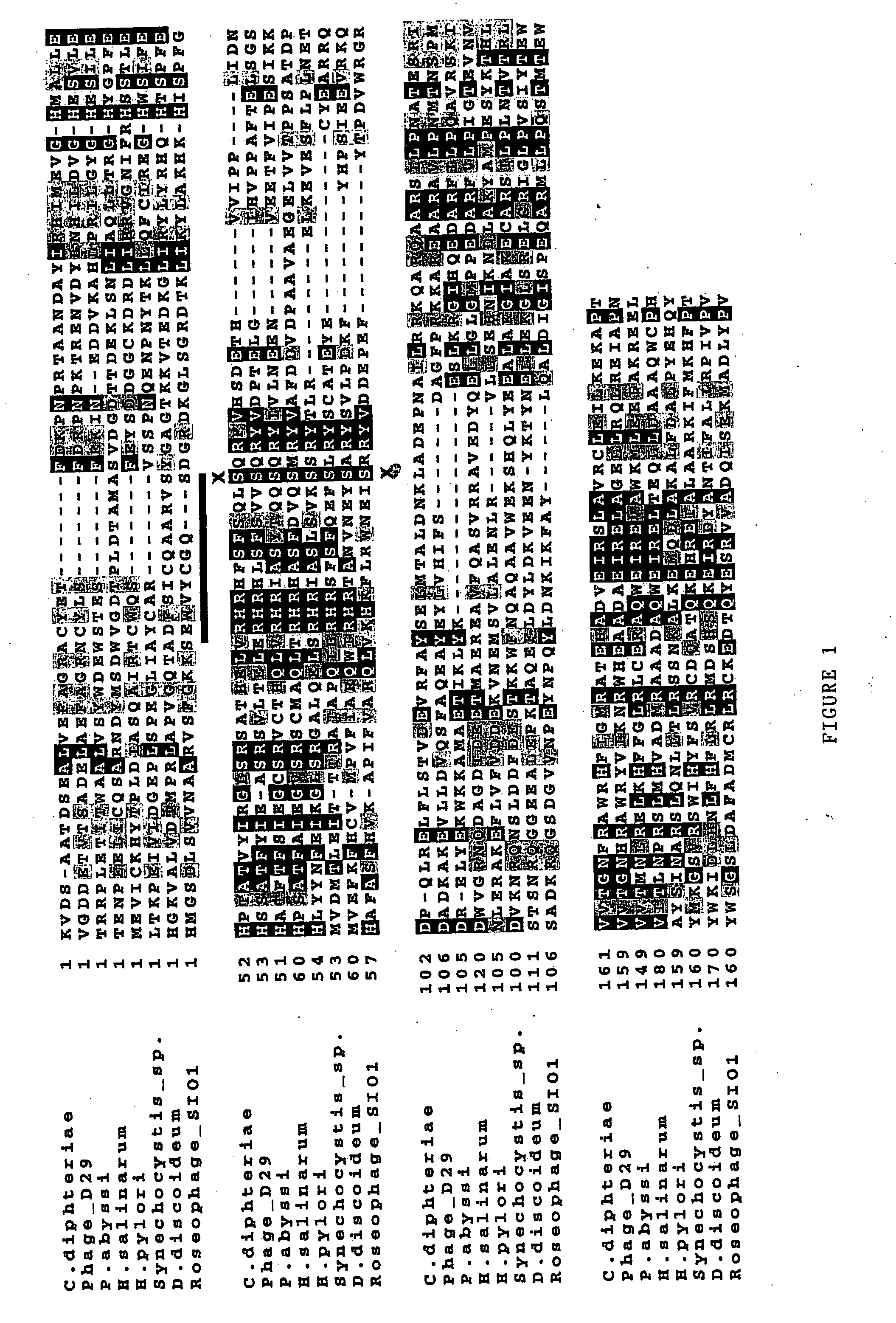 Uses of a thyx polypeptide or a nucleic acid encoding such a polypeptide, in particular for screening anti-bacterial or anti-viral compounds