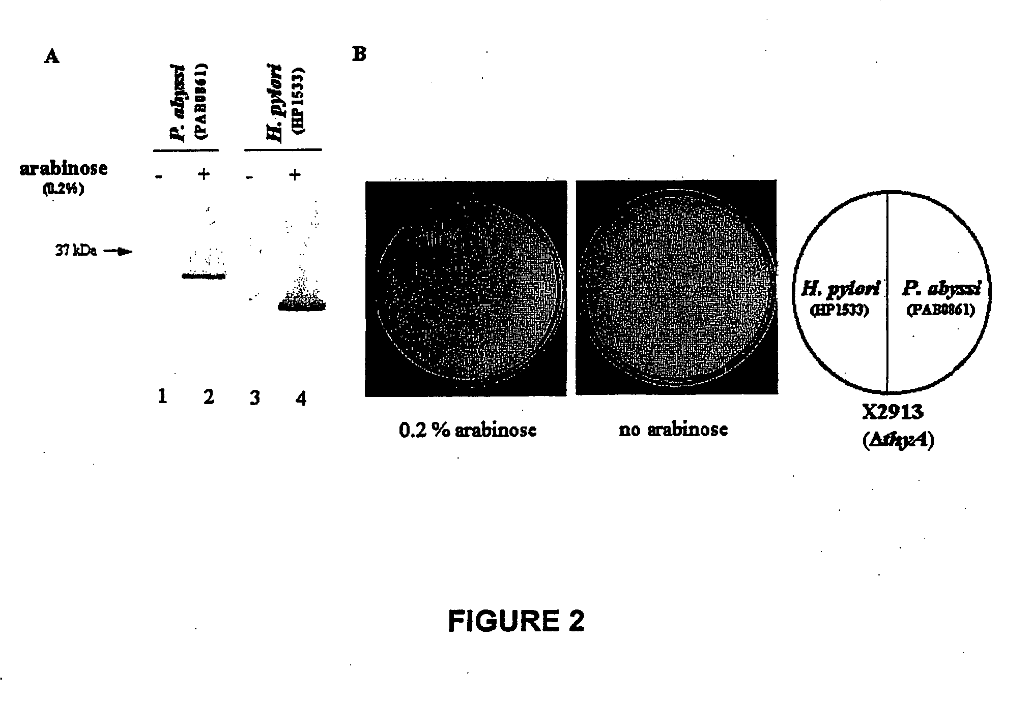 Uses of a thyx polypeptide or a nucleic acid encoding such a polypeptide, in particular for screening anti-bacterial or anti-viral compounds