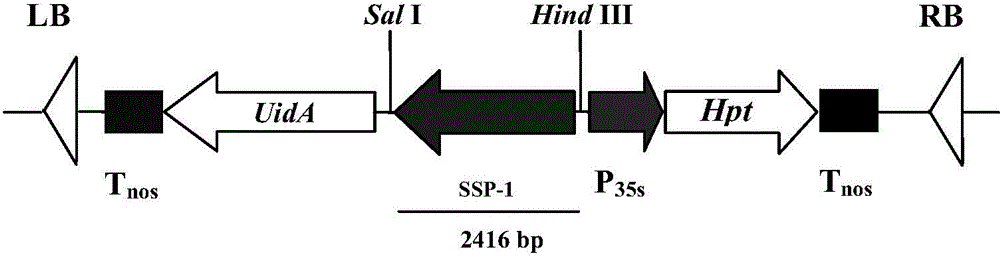 Endosperm-specific expression promoter derived from rice and its application