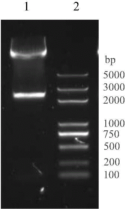 Endosperm-specific expression promoter derived from rice and its application