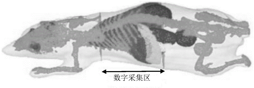 Bioluminescence tomography reconstruction algorithm based on multitask Bayes compressed sensing method