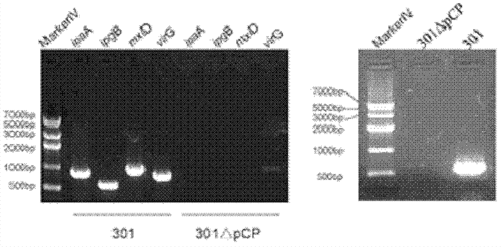 Nontoxic shigella flexneri with lipopolysaccharide synthesis deficiency and construction method thereof