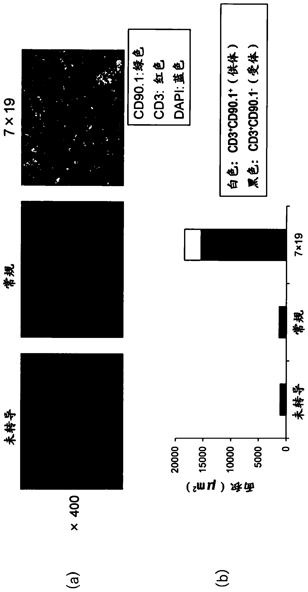 Enhancer for t-cells or b-cells having memory function, malignant tumor recurrence inhibitor, and inducer for inducing memory function in t-cells or b-cells