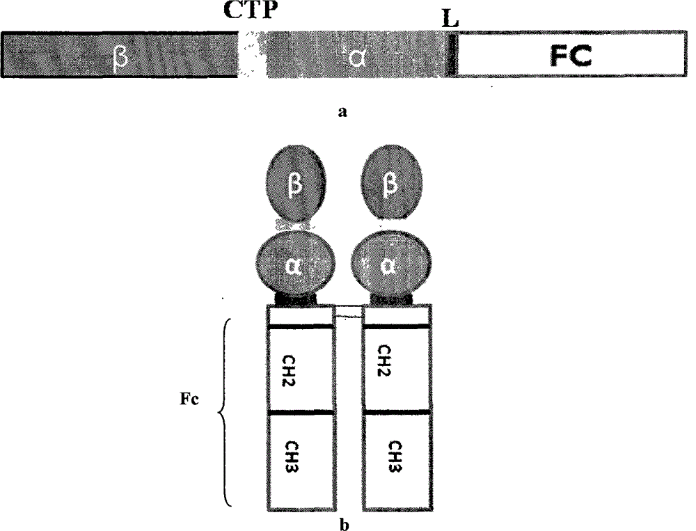 Long-acting recombinant human follicle-stimulating hormone-Fc fusion protein (hFSH-Fc)