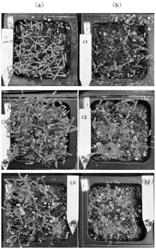 Application of pseudomonas fluorescens in prevention and removal of dicotyledonous weeds and powdery mildew, and bacterial agent, preparation method and use method of pseudomonas fluorescens