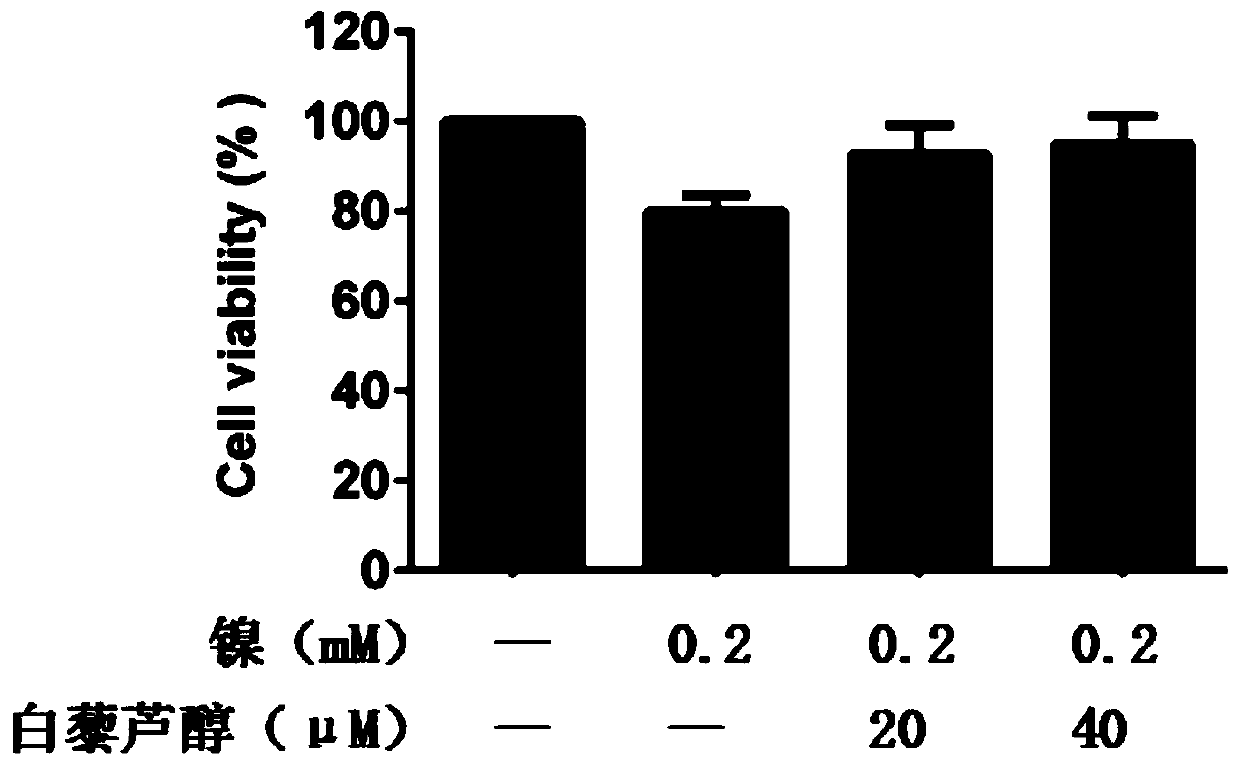 Application of resveratrol in preparation of drugs for treatment of human bronchial epithelial cell injury