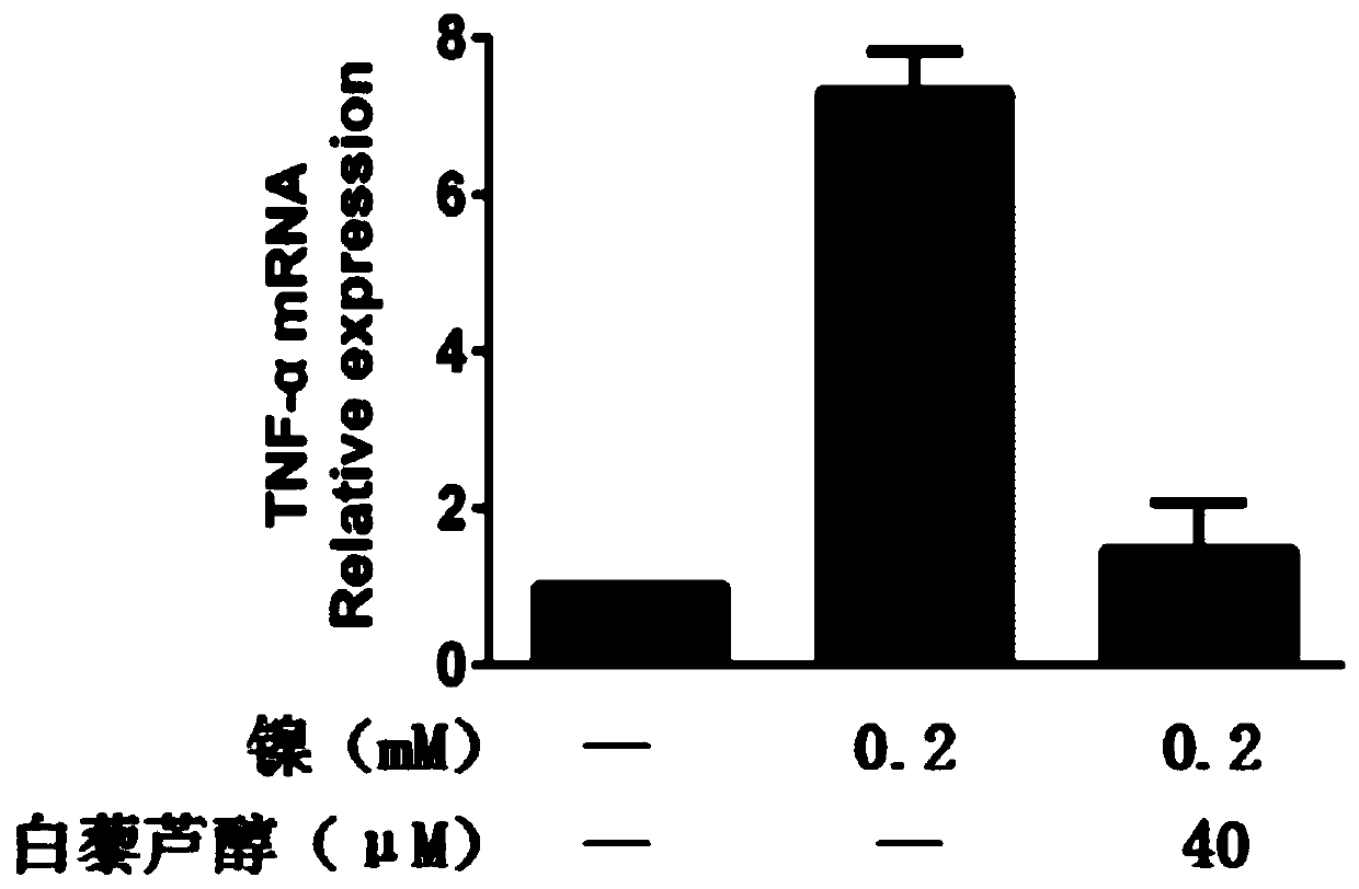 Application of resveratrol in preparation of drugs for treatment of human bronchial epithelial cell injury