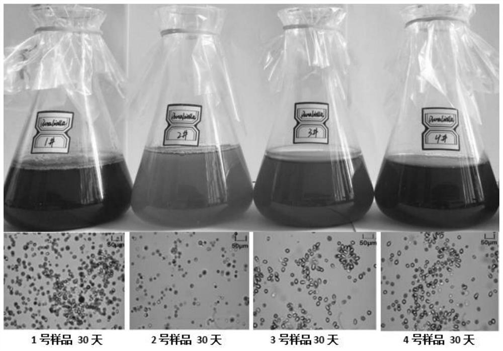 Strain identification method based on dunaliella core genome sequence