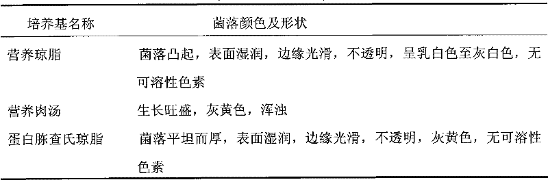 Bacillus subtilis and application thereof in biocatalytic production of L-lactic acid