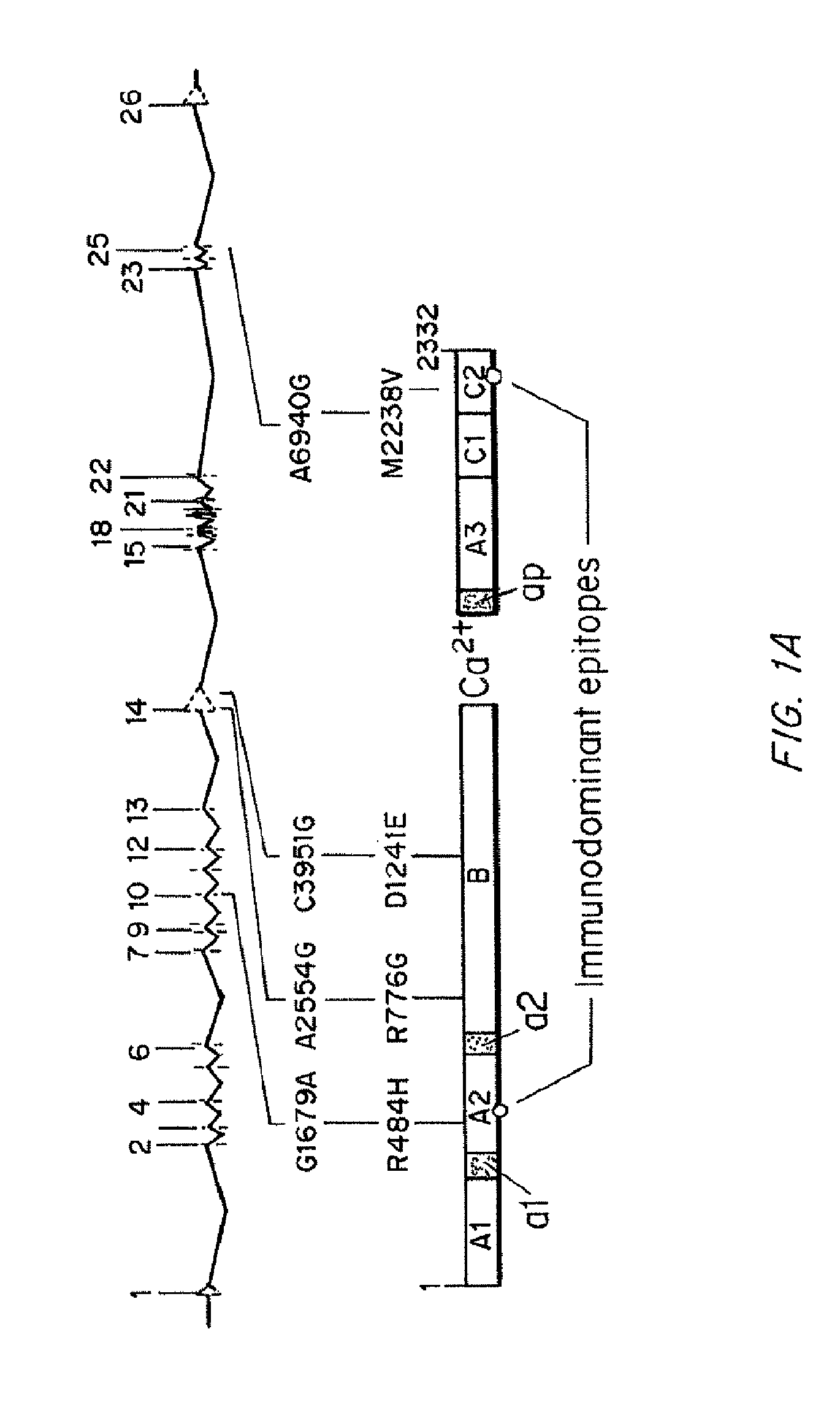 Compositions and Methods of Treatment of Black Hemophiliac Patients