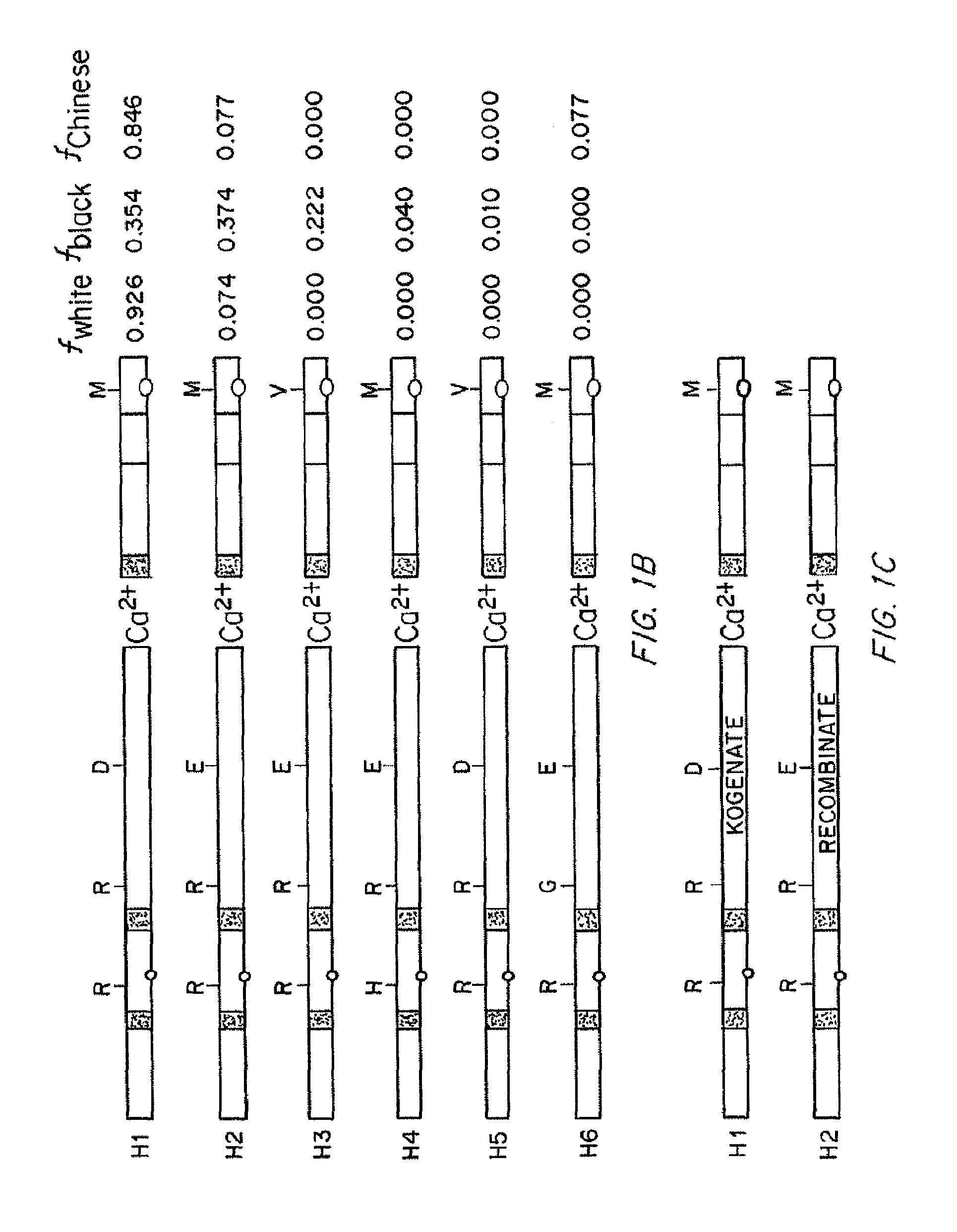 Compositions and Methods of Treatment of Black Hemophiliac Patients