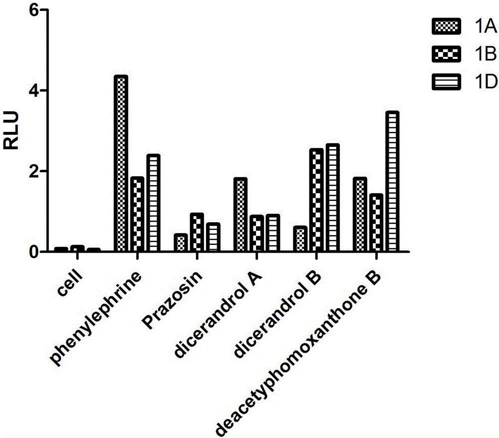 Application of tetrahydroxanthone dimer compound to preparing alpha1-AR adrenergic receptor antagonist medicine