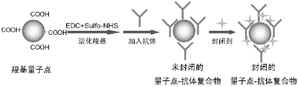 Method for utilizing covalence coupling to prepare photon point-antibody compound