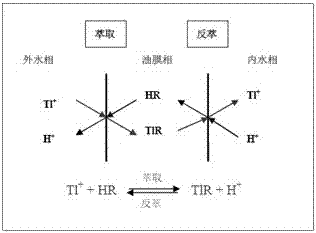 Method for separating and removing heavy-metal thallium from sintering flue gas desulfurization wastewater of ferrous metallurgy by emulsion liquid membrane