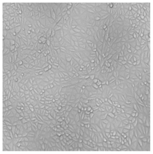 Method for inactivating vesicular stomatitis viruses