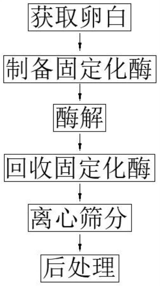 Preparation method of enzymolysis ovalbumin