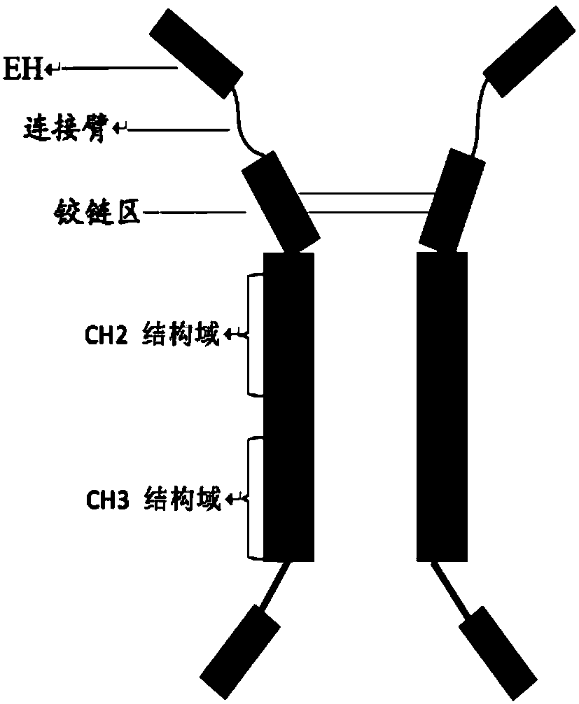 Long-acting anticoagulant fusion protein and use thereof