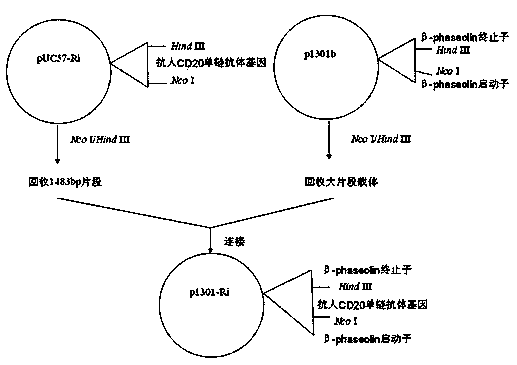 Plant seed expression system for single-chain antibody against CD20