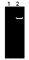 Plant seed expression system for single-chain antibody against CD20