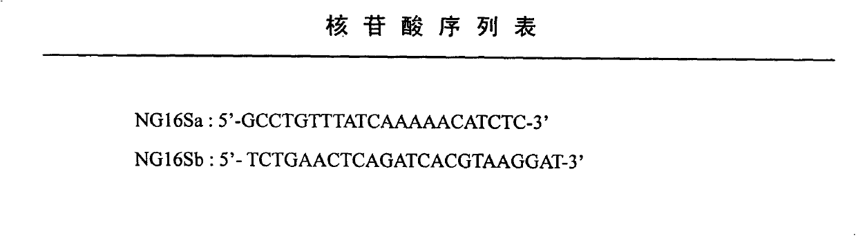 Amplification primer of cardiidae shellfish mitochondria 16S rRNA (16small-subunit ribosomal RNA) gene