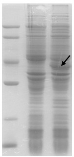 Preparation method and application of recombination ryegrass pollen allergen and mutant thereof