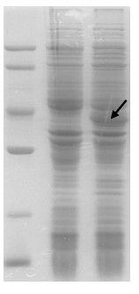 Preparation method and application of recombination ryegrass pollen allergen and mutant thereof