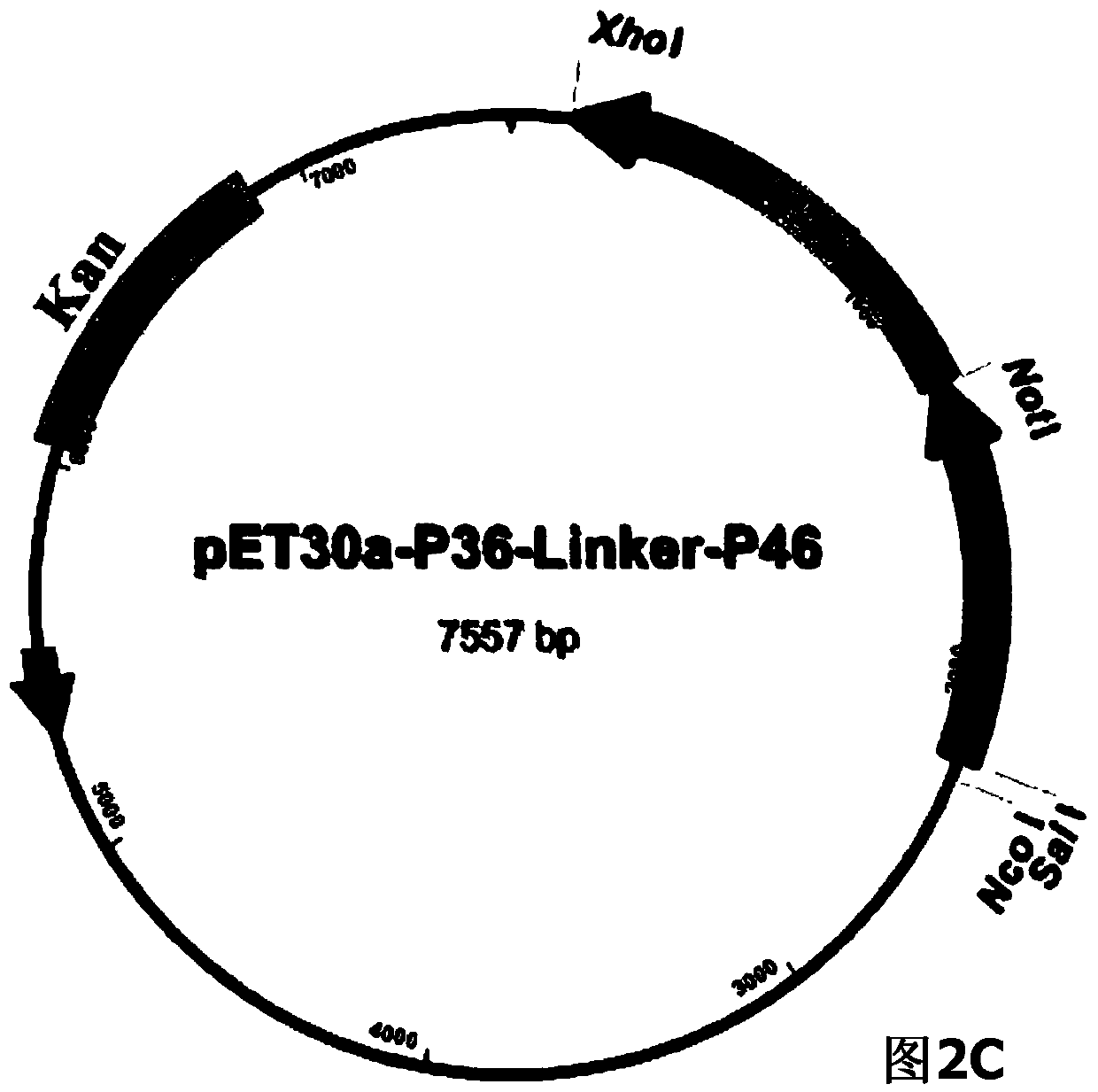 Mycoplasma hyopneumoniae fusion gene and application