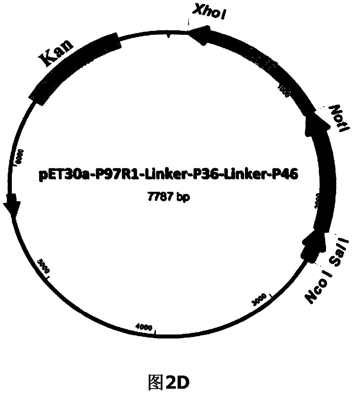 Mycoplasma hyopneumoniae fusion gene and application