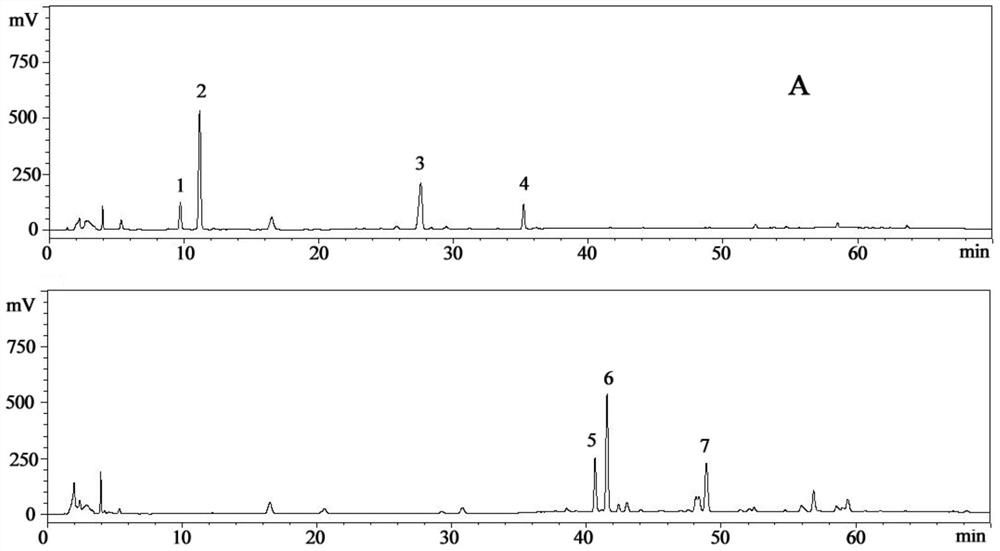 Application of a kind of notoginseng root transformed saponin in the preparation of antifungal Epidermophyton flocculus, Trichophyton rubrum, and Trichophyton mentagrophytes