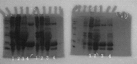 Method for separating beta-lactoglobulin from desalted whey powder