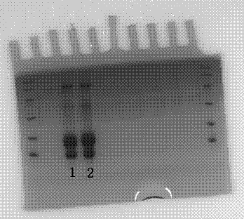 Method for separating beta-lactoglobulin from desalted whey powder